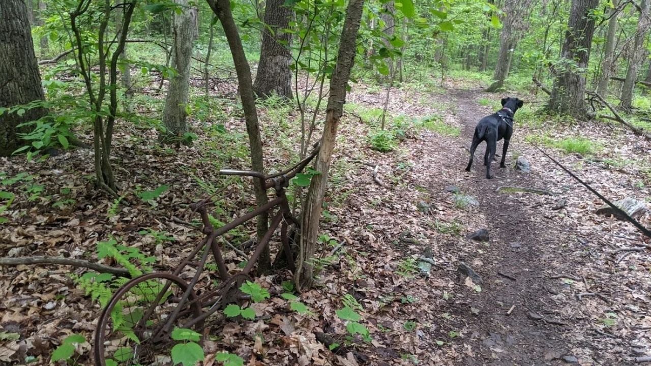 Exploring Watchung’s Hidden Walking Trails and Scenic Paths